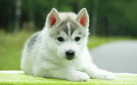 We offer an extraordinary number of hd images that will instantly freshen up your smartphone or computer. Dog Puppy And Cute Image Cute Wallpaper For Chromebook Is Amazing Hd Wallpapers For Desktop Or Mobile Exp Cute Animals Cute Puppy Wallpaper Very Cute Dogs