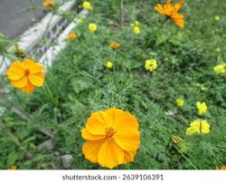 Image result for Cosmos sulphureus