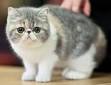 Exotic Shorthair Cats | Exotic Shorthair Cat Breed Info ...