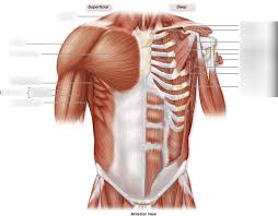 There really aren't any secrets or magic potions in building a big, thick, muscular chest. Anterior Chest Muscles Diagram Quizlet