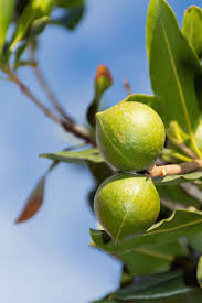 Swing by and check us out or call for a quick delivery we are operating 7 days a week for. How To Grow And Care For A Macadamia Nut Tree Gardener S Path