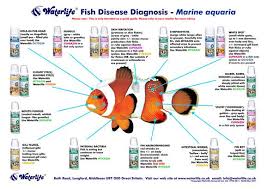 Not Found In 2021 Saltwater Aquarium Fish Aquarium Fish Marine Fish