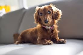 Follow fat dog to never miss another show. Meet The Dachshund Personality Health And Care Aspca Pet Health Insurance