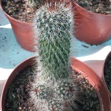 The websites below have listings of plants available and prices. Clumpingcactus Instagram Posts Photos And Videos Picuki Com