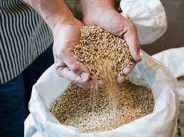 Barley is a cereal grain that people can use in bread, beverages, stews, and other dishes. 9 Impressive Health Benefits Of Barley