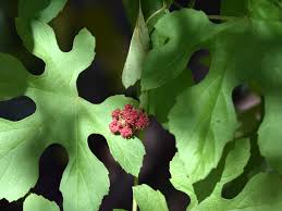 Image result for Ampelocissus africana