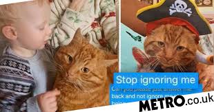 We need adopters for the remaining cats in our care. Family In Feud With Animal Shelter Refusing To Give Back Lost Cat Washington Latest