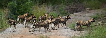 A wild dog could live for up to 12 years but, usually, they only live for up to 7 years. African Wild Dogs Use Versatile Voting System Biological Strategy Asknature