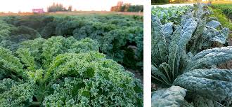 Kale Chou Frise Les Bontes De La Vallee Kale Plants Cooking Recipes