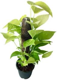 Climbing creeper plant support coir moss totem pole extension stick goody n. Plantazee Indoor Golden Money Plant With 1 Moss Stick Pot Included 5 Inch Seed Price In India Buy Plantazee Indoor Golden Money Plant With 1 Moss Stick Pot Included 5 Inch