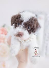 With thousands of toy poodle puppies for sale and hundreds of toy poodle dog breeders, you're sure to find the perfect toy poodle puppy. Healthy Parti Poodle Puppies Teacup Puppies Boutique
