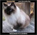 - Indiana Ragdoll Rescue - ADOPTIONS - Rescue Me!