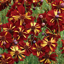 Roulette Coreopsis Seeds Flower Seeds Coreopsis Flower Planting Flowers