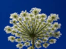 Clover is beneficial to bees, and it also fixes nitrogen in the soil, which promotes growth of foliage. What Is Hogweed This Invasive Flower Causes Third Degree Burns Wired