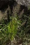Image result for Eragrostis welwitschii