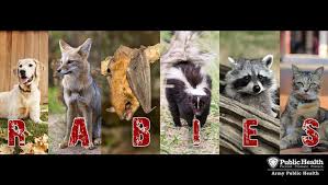Image result for Rabies