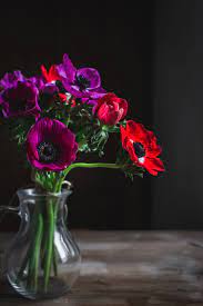Flowers Composition Dark Flowers Anemone Flower Flowers
