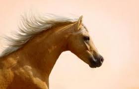 She was the daughter of a great mare big boss. 235 Famous Horse Names Lovetoknow