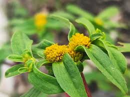 Image result for Flaveria trinervia