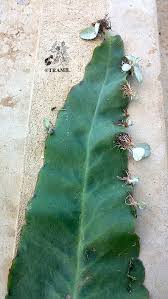 Image result for Kalanchoe gastonis-bonnieri