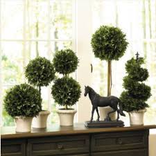 4 lb cone ivy topiary plant | live ivy topiary plants. Indoor Gardener Topiaries Help Rooms Shape Up