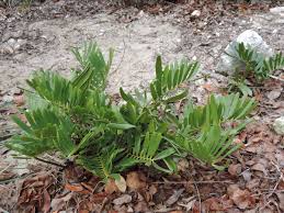 Image result for Zamia