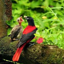 Baby Bird Identifier By Picture Mobile Uploads The World Of Birds Facebook Colorful Birds Bird Species Animals