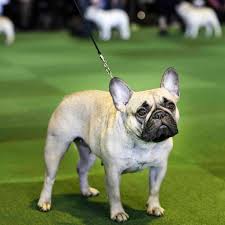 While french bulldogs originally had floppy, rosebud ears, today's french bulldog standards are for them to have what are called bat ears (they stand straight up). French Bulldogs Second Most Popular Us Dog According To Akc Chicago Sun Times