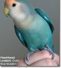 Peachfaced Lovebird Aka Rosy Faced Lovebird Breeding Genetics Love Birds Pet Birds African Lovebirds
