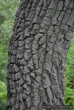 Image result for Faurea wentzeliana