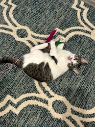 Kitty Komforts Pet Sitting...