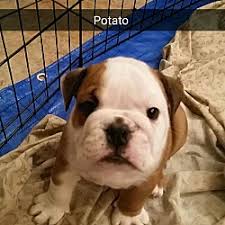 English bulldog puppies for sale! Mesa Az English Bulldog Meet Appa Potato A Pet For Adoption