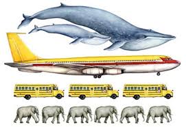 11 Facts About Blue Whales The Largest Animals Ever On
