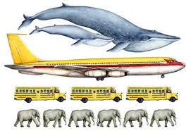 11 facts about blue whales the largest animals ever on