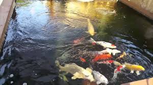 How many koi can you have in your pond? My 3000 Gallon Koi Pond Youtube