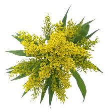 Image result for Solidago