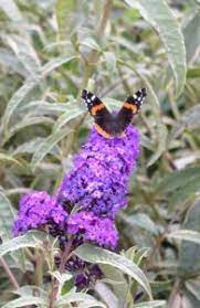 Butterfly Bush Pruning Winter Care And Fertilizing Hawks Landscape Inc