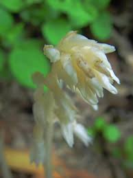 Image result for Epipogium roseum