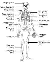 Sistem rangka manusia menopang tubuh dan memberi bentuk tubuh sehingga tulang tengkorak terdiri atas 22 dulu yang diklasifikasikan menjadi dua bagian, yaitu tulang kranial yang terdiri atas 8 tulang di tengkorak anda. Rangka Tubuh Manusia Biologi Saintek Sbmptn Belajarbro