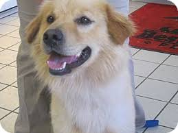 Due to instances in which recipients were irresponsible in caring for their golden rule dogs, we no longer donate puppies or dogs. Sacramento Ca Golden Retriever Meet Riley A Pet For Adoption