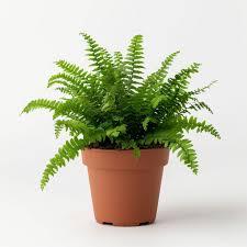 Image result for ledviník