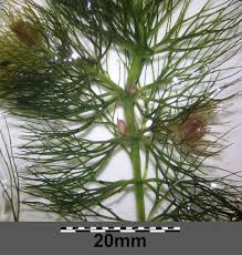 Image result for Ceratophyllum submersum