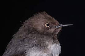 Image result for Lasiodiscus pervillei