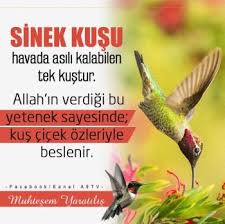 Sinek Kusu Havada Asili Kalabilen Tek Kustur Allah In Verdigi Bu Yetenek Sayesinde Kus Cicek Ozleriyle Beslenir Animals Ombre Hair