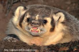 He goes by the name badger because his real name is dean, and that's the lamest name ever for a hitman. The American Badger A Very Tenacious Animal Arizona Daily Independent