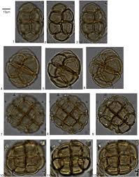 Image result for Millettia psilopetala