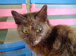 Cara mudah merawat kurap pada kucing. Panduan Merawat Kucing Kurap Scabies Psherbs Panduan