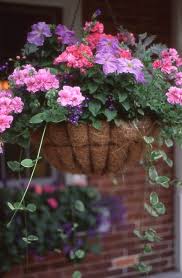 How Many Plants Can I Get Into A Container Garden Container Flowers Container Garden Design Container Gardening