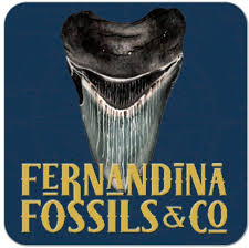 Profiel voor Fernandina Fossils