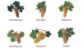 Grape Varieties Do Valencia